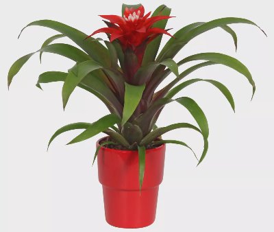 Гузмания Стайно растение