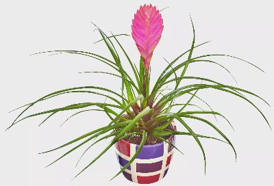 Тиландсия в кeрамична кашпа Ø9 см